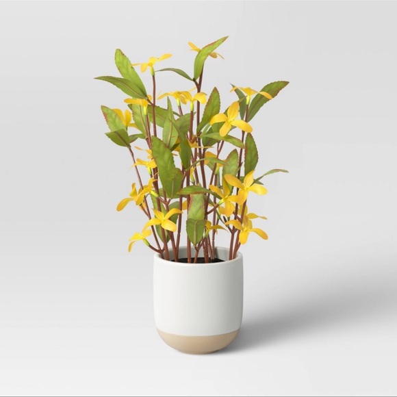 Threshold Small Forsythia Potted Plant - Picture 1 of 7